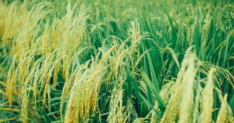 Rice farming 768x405