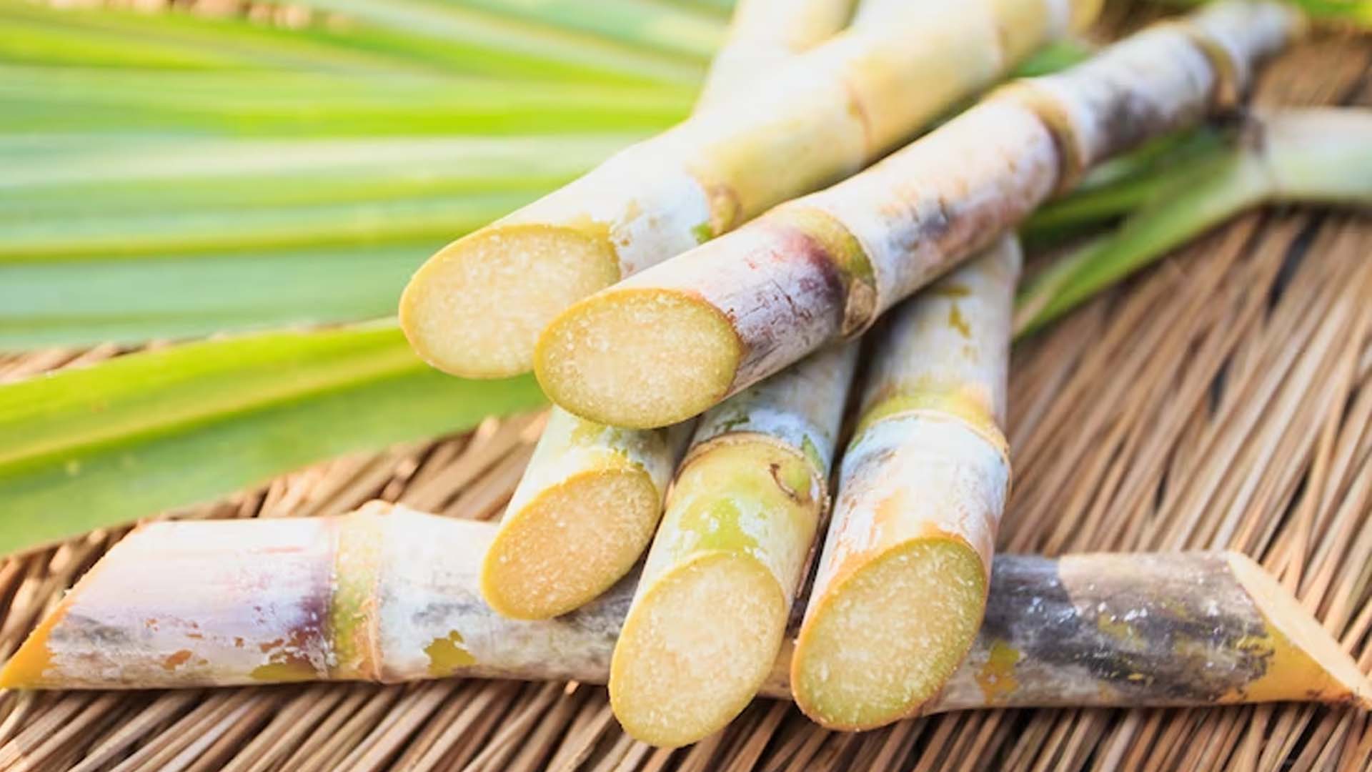 Sugarcane