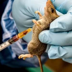 Lassa fever 1536x864