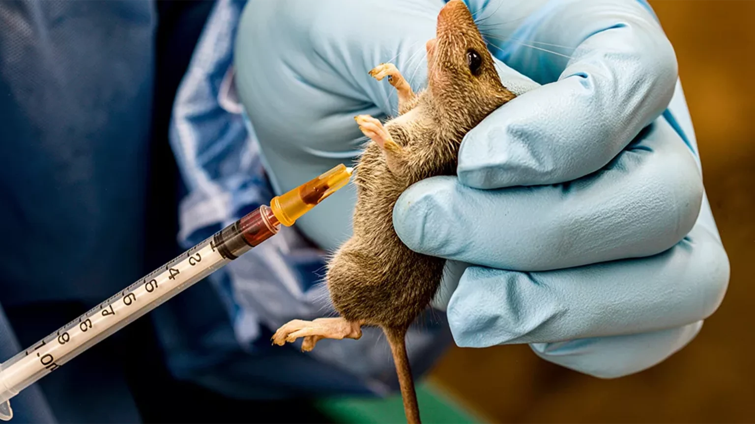 Lassa fever 1536x864